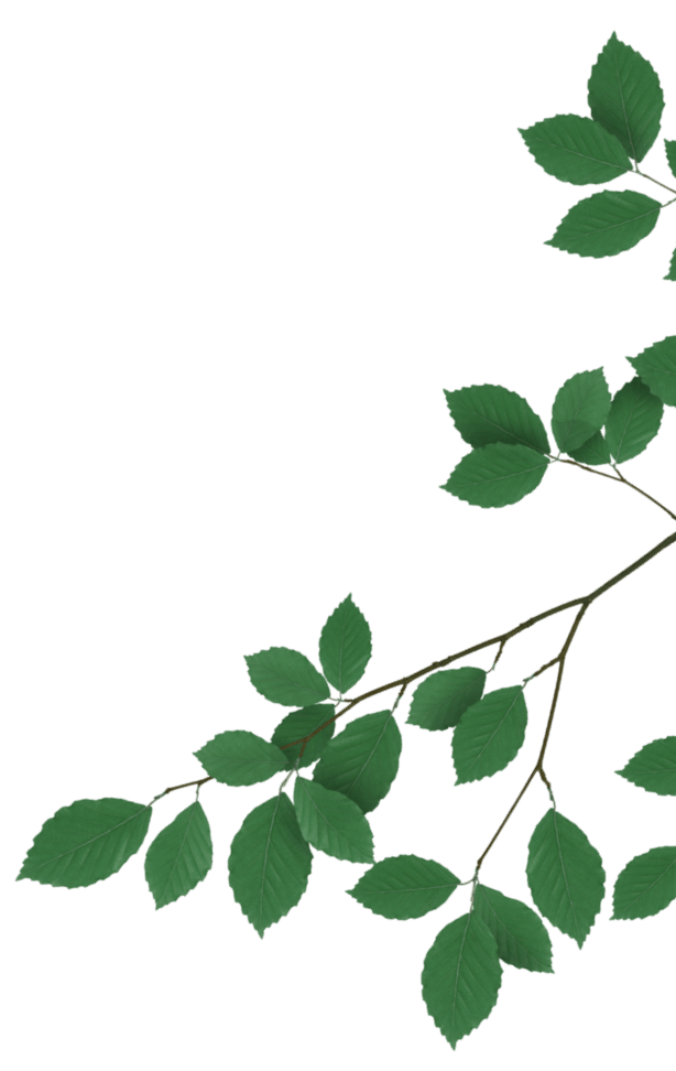 side leaf image