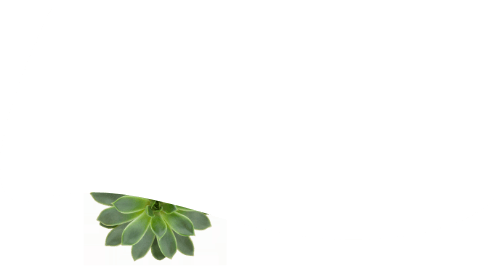 white wave bottom